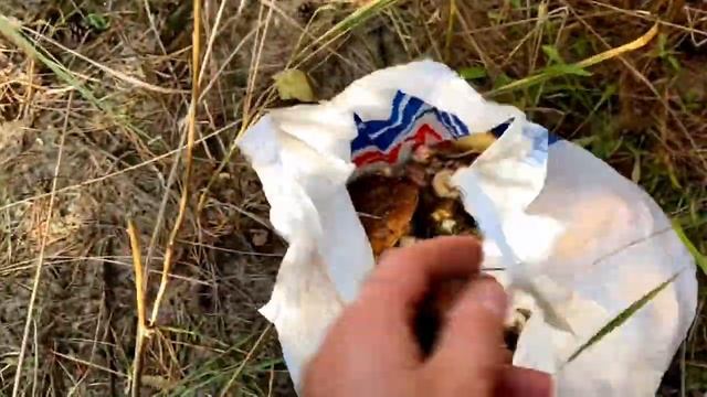 МАСЛЯТА ПРУТ НЕ СМОТРЯ НА ХОЛОДНЫЕ НОЧИ ВЕДРО ГРИБОВ ЗА ЧАС ВОСКРЕСНЫЙ СБОР ГРИБОВ смотреть онлайн