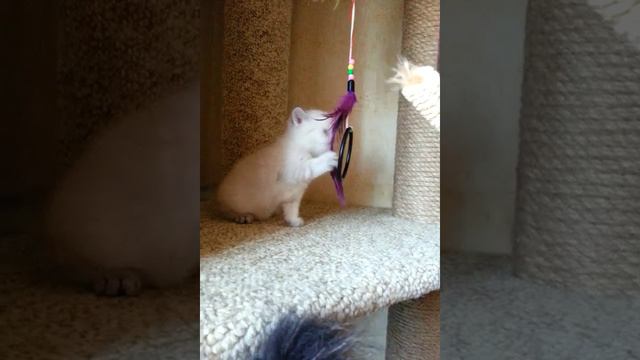 Bambucho Melody Soul SFS71 n21 33 age 1month смотреть онлайн