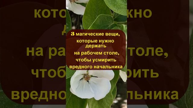 3 магические вещи, которые нужно держать на рабочем столе, чтобы усмирить вредного начальника смотреть онлайн