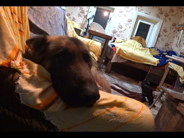 Межвидовые игры. смотреть онлайн