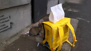 Работа пеший курьер Яндекс Еда. Плановый слот Яндекс.Еда работа курьером. Я самозанятый Яндекс Еда