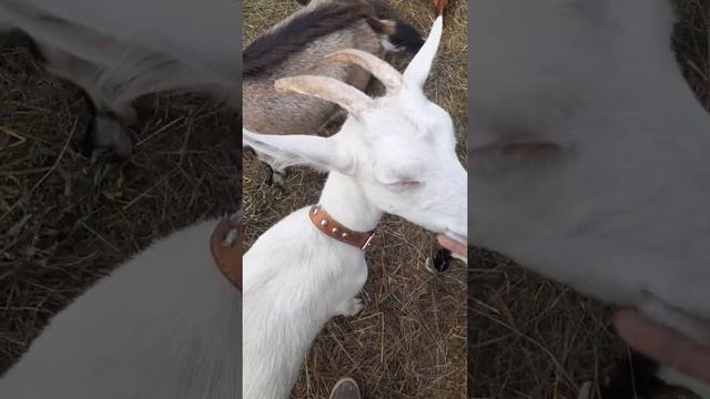 Козюли смотреть онлайн