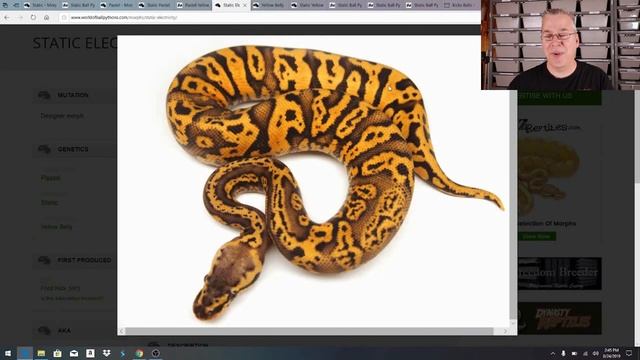 New Ball Python Morph - Created out of 'Thin Air'! смотреть онлайн
