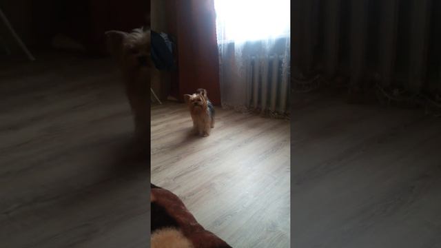 Йорк, Французский бульдог смотреть онлайн