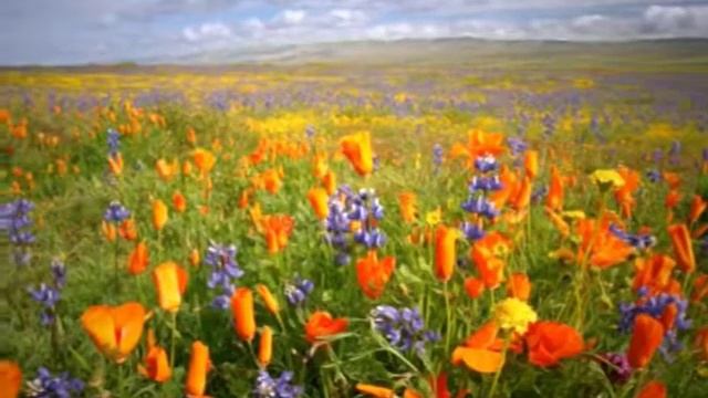 PILISHKIN "Russkoe pole" смотреть онлайн