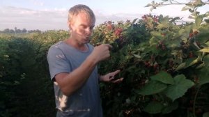 Ежевика Лох-Тей  - обрезка и нормировка