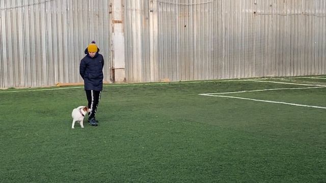 Как научить собаку командам Дрессировка собаки Танцы с собакой Терра. Элементы 28.11.2022 г. смотреть онлайн