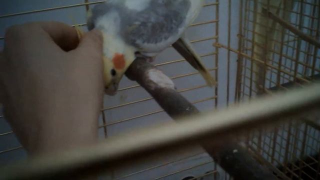кусачий взрослый самец полюбил почесушки. смотреть онлайн