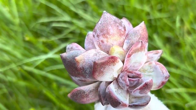 Echeveria Odette смотреть онлайн