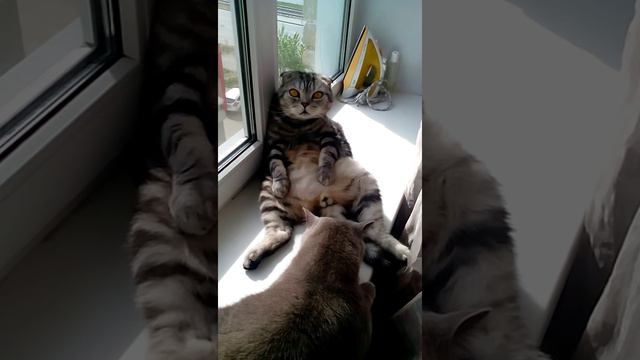 Я на солнышке лежу... смотреть онлайн