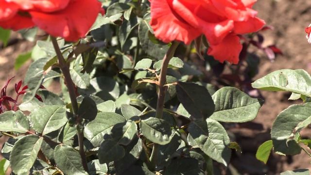 роза валентино ч/г, сорта из каталога весна 2021, питомник роз полины козловой rozarium.biz смотреть онлайн