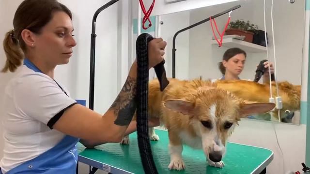 Уход за корги смотреть онлайн