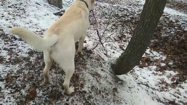 ВЛОГ: ПРОГУЛКА С ЛАБРАДОРОМ | ГУЛЯЕМ С СОБАКОЙ В ЛЕСУ | ЛАБРАДОР ВЫПОЛНЯЕТ КОМАНДЫ