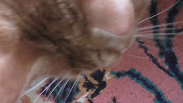 Мой любимый кот! Его имя Миша!!! смотреть онлайн