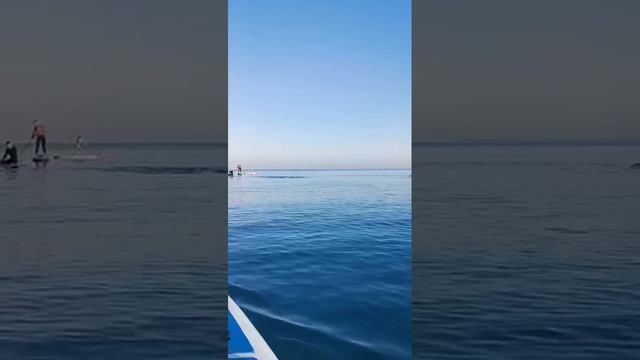 Рассвет с дельфинами в адлере смотреть онлайн