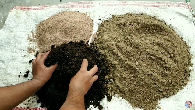 Phlox plant grow & care/फ्लाक्स के पौधे से ढेरों फूल पाएं/winter flowering plant смотреть онлайн