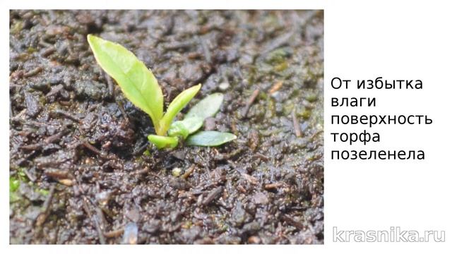 Красника. Выращивание из семечка смотреть онлайн