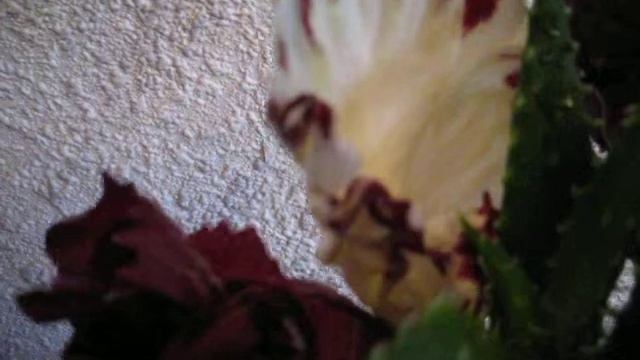 Букет из салата смотреть онлайн