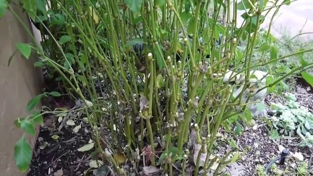 Shrimp Plant Needs A Good Pruning Every Year смотреть онлайн
