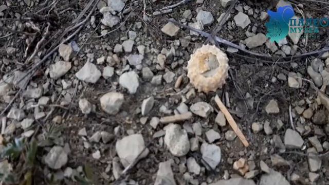 Морской еж и его родные иглы смотреть онлайн