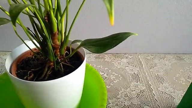 Антуриум - первичная обработка смотреть онлайн