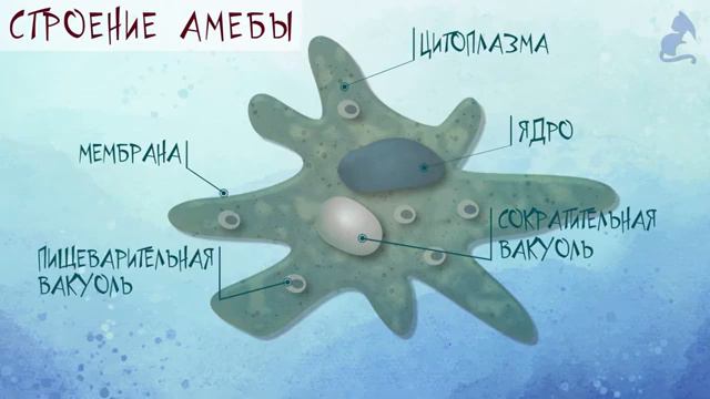 Простейший одноклеточный амёба смотреть онлайн