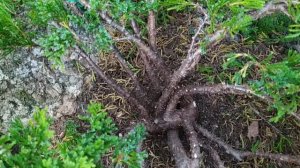 Можжевельник Принц Уэльский. Формировка, прореживание кроны.