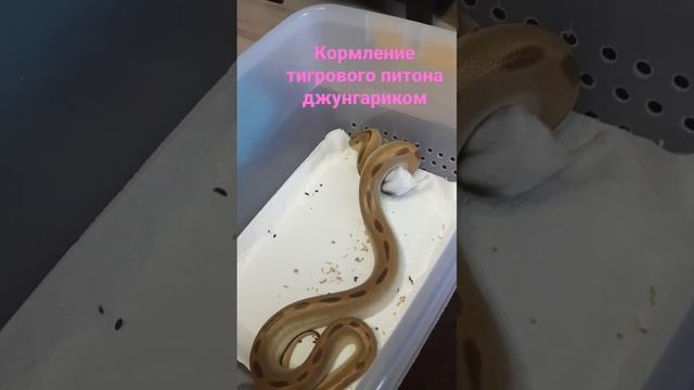 Кормление тигрового питона джунгариком. смотреть онлайн