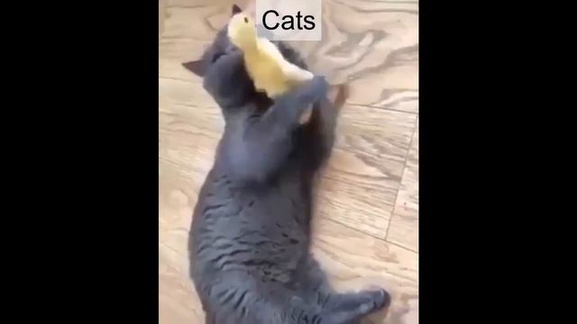 Cats. Кошки . Позитивчик!!!! Positive!!! Любимые котики и другие животные. смотреть онлайн
