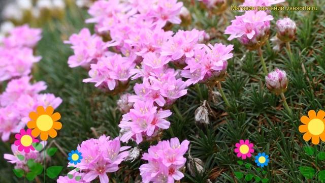 Армерия можжевелолистная. Краткий обзор, описание характеристик armeria juniperifolia смотреть онлайн