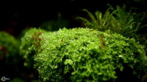 Калий в аквариуме: радикулит и педикулез растений