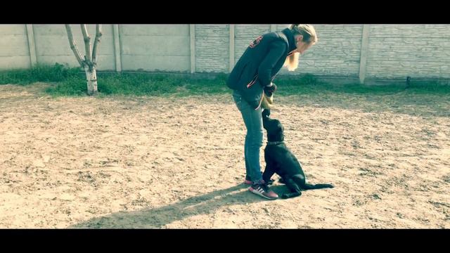 Лабрадор Фердинанд 4 месяца