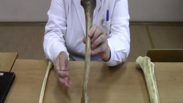 Кости голени