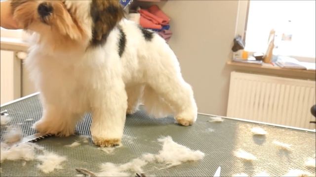Grooming Guide - Grooming Havanese Puppy #56