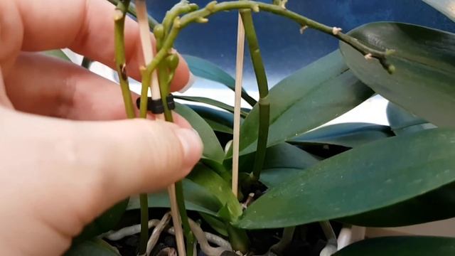 32. Обзор орхидей в пенопласте на начало декабря. Почему фаленопсис сушит бутоны? смотреть онлайн