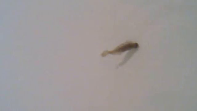 Бычки смотреть онлайн