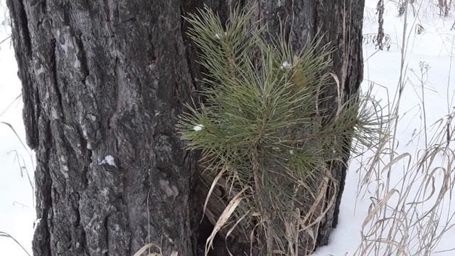 УХОДИТ ЗИМА. ПРИХОДИТ СЛЕДУЮЩЕЕ ВРЕМЯ СЕЗОНА - ВЕСНА. смотреть онлайн