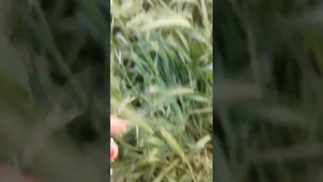 как размножаются Божьи-коровки смотреть онлайн