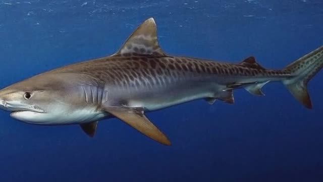 15 Удивительных факта об акулах, о которых мало кто знает. смотреть онлайн