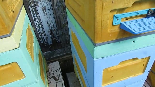 6 рамочные ульи на 2 корпусах после зимовки на воле, выбрали леток в потолке и летают через него смотреть онлайн