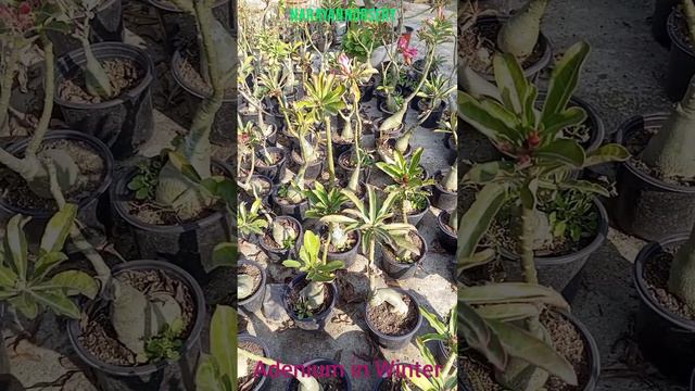 Adenium Plant#Rosey Verity# Grafted Plant#1 to 3 Years Old#contact no.7003680076 смотреть онлайн