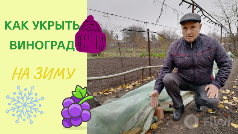 Как укрыть виноград на зиму?