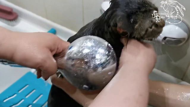 Тест косметики Pro Animal смотреть онлайн