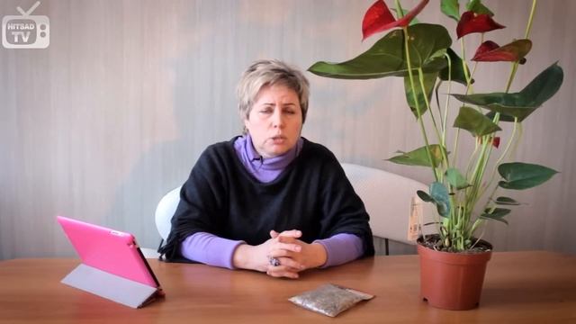 Антуриум красный уход ❀ болезни антуриума ❀  цветоводство с Хитсад