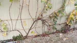 ВИНОГРАД ЮПИТЕР Особая экспериментальная формировка.