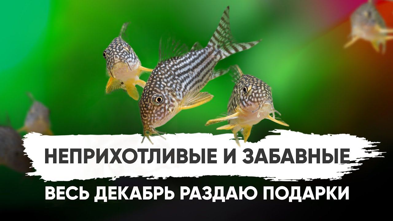 Неприхотливый сомик - Коридорас Штерба