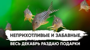 Неприхотливый сомик - Коридорас Штерба