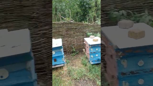С одного села в другое на подсолнух, пасека смотреть онлайн