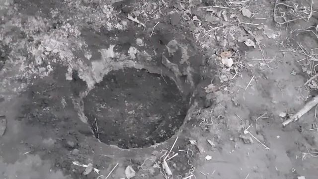 Груша Толгарская Красавица подробная посадка саженца весной 2021 года осеннее созревание плодов смотреть онлайн