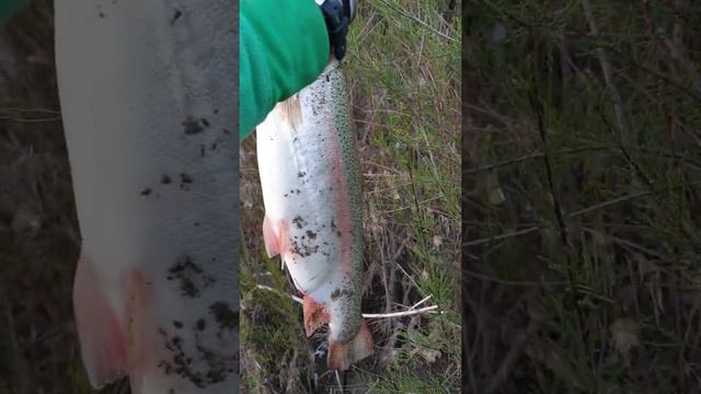 Big trout, 2640gr ! #short смотреть онлайн